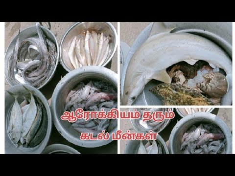 சுவையான கடல் மீன் வகைகள் வாங்க பாக்கலாம்/ variety fishes in tamil