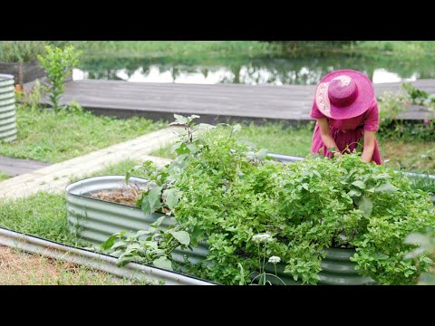 100㎡ Garden Harvest|Tomatoes In Oil, Tomato Sauce, Pesto, Dried lavender tea...|Recipe Sharing&Tips