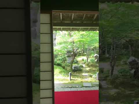 【4K】京都 圓光寺の庭〜The garden of Enkoji, Kyoto〜