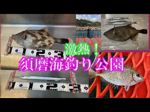 激熱！須磨海釣り公園！ドデカイウマヅラハゲ、サヨリ、アオリイカ、青物