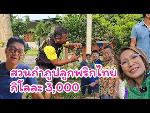 สวนกำภูปลูกพริกไทยกิโลละ3,000#บ้านสวนกำภูEp1202