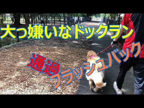 #ゴールデンレトリバー#dog#犬が可愛い、またもや散歩嫌いの犬、車で２０分の所にある公園まで来てからお散歩開始、大嫌いなドックランに遭遇さてどうなることか【ゴールデンレトリバー】