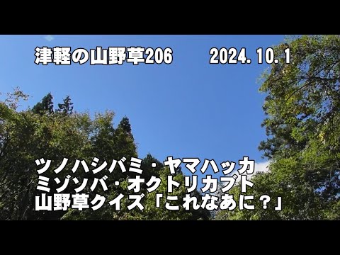 津軽の山野草206(ﾂﾉﾊｼﾊﾞﾐ､ﾔﾏﾊｯｶ、ﾐｿﾞｿﾊﾞ、ｵｸﾄﾘｶﾌﾞﾄ、山野草ｸｲｽﾞ)