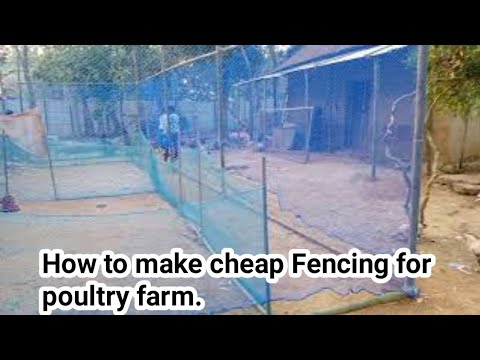 How to make Cheap Fencing around poultry Farm// মুরগির খামারের চারপাশ কিভাবে সস্তায় বেড়া দিবেন //