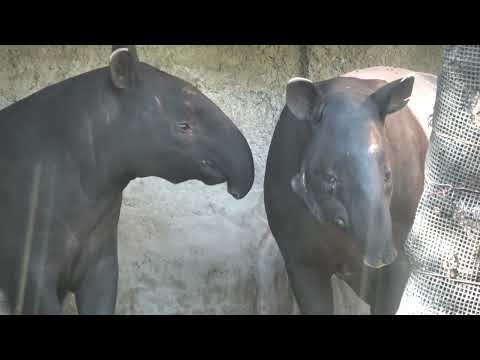 よこはま動物園ズーラシアのマレーバク、ロコ＆ひでお親子　在りし日の姿