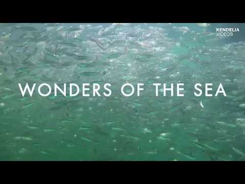 Wonders of the Sea