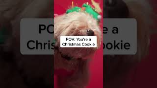 🐶 nothing better than a christmas cookie #christmasmusic