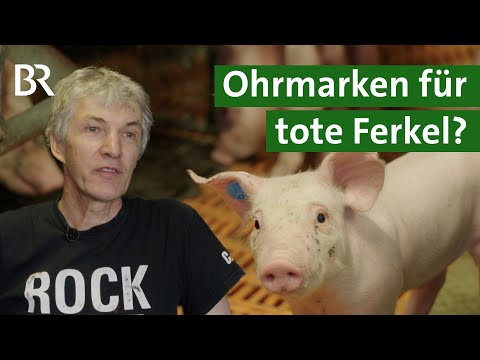 Mehr Tierschutz oder bloß mehr Bürokratie? Tote Ferkel registrieren | Unser Land | BR