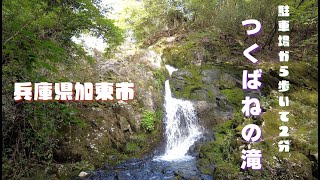 天然記念物のツクバネが自生する兵庫県加東市「つくばねの滝」