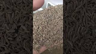 Europe 99 cumin seeds  #cuminseed #qualityseeds