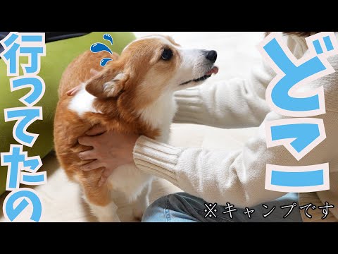 大好きな長男と留守番するも、父母姉がいなくて寂しくなったコーギー犬