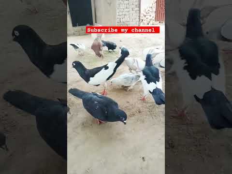 #beautiful #kabootar #pigeon #pigeonwings #birdspecies #whitepigeon #pigeonbird #pigeonlove#shorts