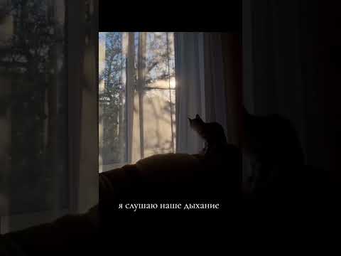 Когда кошечка осталась совсем одна🫶🏼 #рекомендации #love #music