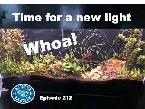 New Finnex Light and New Plants