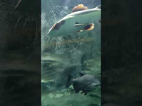 Lotteworld aquarium