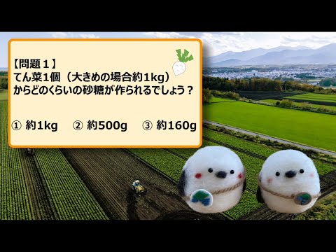 あま～いお砂糖、何からできる？「てん菜」編