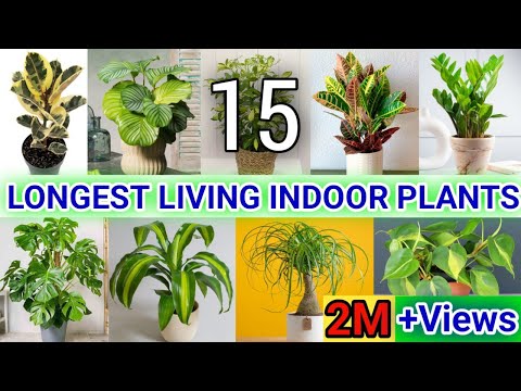 15 Longest Living Indoor Plants | Long Lived Indoor Plants | Long Lasting Plants |Best Indoor Plants