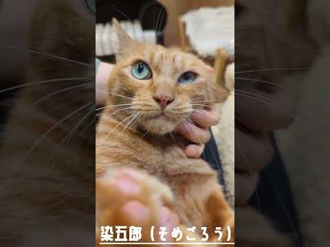 【譲渡動物紹介】染五郎01