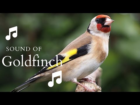 👉 S25 European goldfinch ( Carduelis carduelis ) | Sticlete