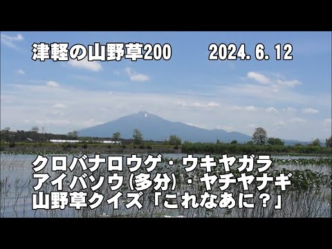 津軽の山野草200(ｸﾛﾊﾞﾅﾛｳｹﾞ、ｳｷﾔｶﾞﾗ、ｱｲﾊﾞｿｳ(多分)、ﾔﾁﾔﾅｷﾞ、山野草ｸｲｽﾞ)