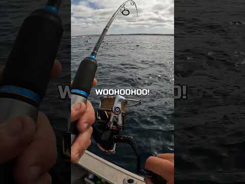 SKIPJACK TUNA CATCH #youtubeshorts #fishing #fishingfood #catchncook #australia #seafood #cooking