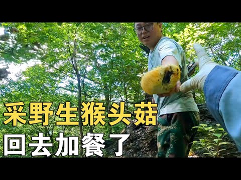 林区野生猴头菇下来了，刚爬上山就采了一大兜，晚上回去炒肉吃【环华行913】