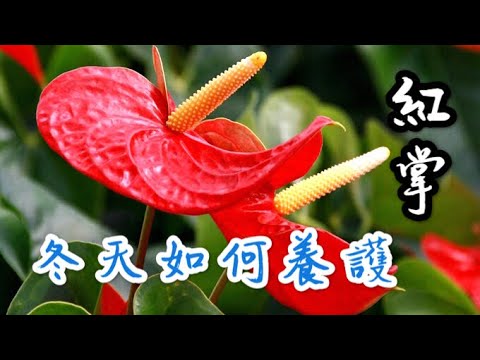 【天天小花農】冬季養紅掌，減少黃葉及落葉，靠這2招