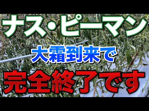 【お疲れ様でした】今年も大霜が来るまで沢山収穫していたナスとピーマンの栽培が終わったので総括します