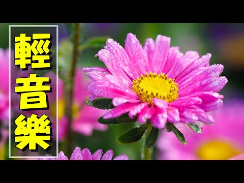 【非常好听】🎷🎷週末聽50首最好的老音樂 🌺早上最適合聽的輕音樂 🎵 每天調心洗滌心性 - 薩克斯風 - 無廣告音樂  - 轻音乐 - 探戈老歌 Old Taiwanese Music