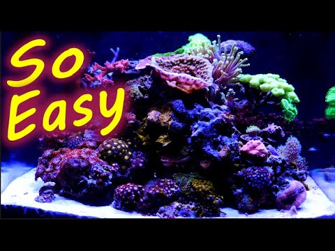 Why My Nano Reef Tank Is So Easy to Keep