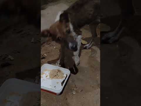 ఒక్క పూట అన్నం పెడితే అది ఎంతో విశ్వాసంతో#cute dog 🐕🐕#shirts #viralshots #villagevlog #street dog