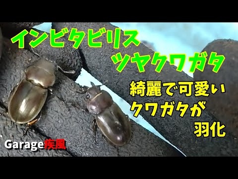 インビタビリスツヤクワガタ羽化　綺麗で可愛いクワガタです　#クワガタ