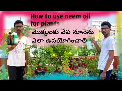 How to use neem oil for plants 🪴 మొక్కలకు వేప నూనెను ఎలా ఉపయోగించాలి .