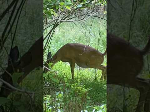 A early pregnant doe frequently peeing | Horizons_視野 | deer | wildlife | pregnant deer | animals