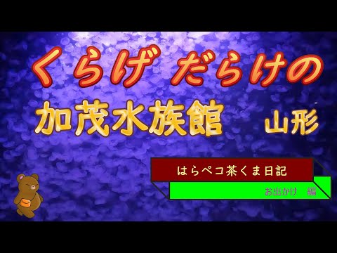 はらペコ茶くま日記　　ノーベル賞のくらげ？　ほぼクラゲ専門　加茂水族館