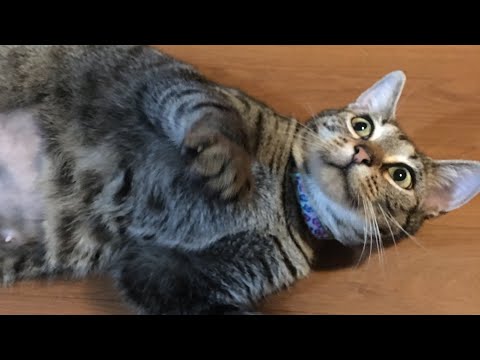 Bruh Cat Moment 2 | The Squeak￼ual