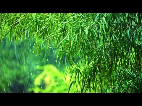 Nature Soft Sound - Light Rain