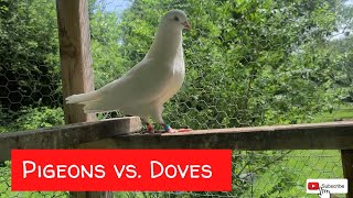 Pigeons vs. Doves