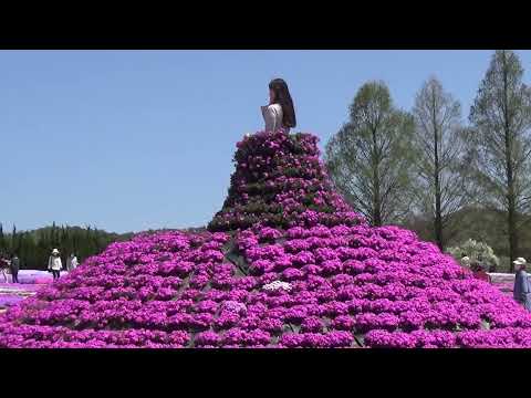 芝桜とネモフィラの丘（広島県世羅高原）