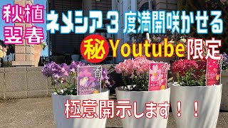 初心者さんでも簡単、秋植えネメシアを翌年５月まで３度咲かせる方法”実践で開示します”【ネメシア3月】