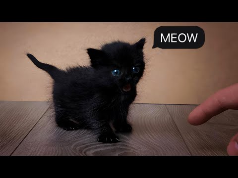 Little Cat Meowing Sounds | Cat Sound | Cat Voice