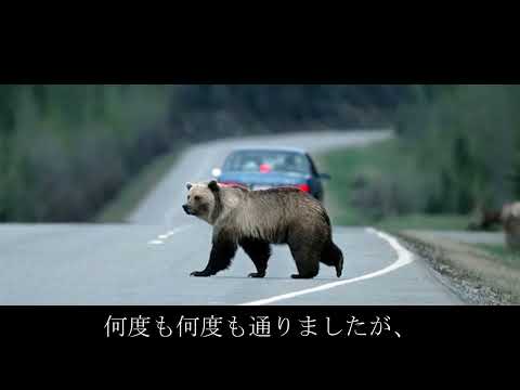 路上に寝転ぶクマにエサをやった男性。その先１ｋｍも行かないところで驚きの光景を目にします