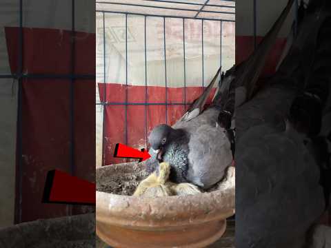 Maa 👑 kabutar baby feed ❤️🕊️ video || #shorts #maa #love #mom #mother #viral #pigeon #mybaby