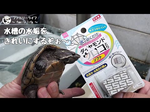 【ミシシッピニオイガメ】水槽の水換え掃除♪頑固な水垢取りにダイソーで購入した「ダイヤモンドウロコとり」を使ってみた♪【ミシニ 亀の飼育】