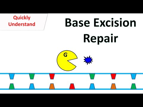 Base excision repair