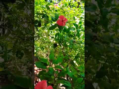 Red Hibiscus🌺#flower harvest#hibiscus #youtubeshorts #shorts