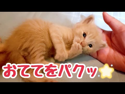 何をしててもただただ可愛い子猫たち 2匹の性格の違いあらわに