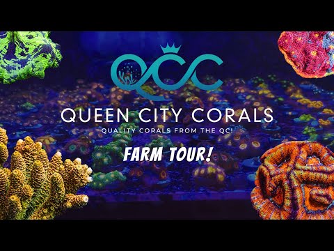 Queen City Corals Farm Tour!