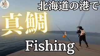 【北海道投げ釣り】港からガチで真鯛を狙ってみた　#真鯛