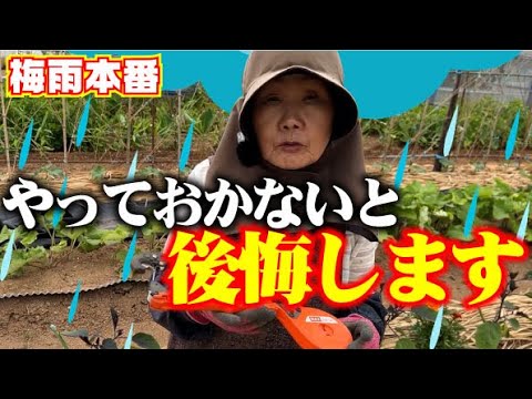 【雨降りによる倒伏・肥料過多に注意】【雨が降る前にやりましょう】【雨対策】【雨上がり後の作業】